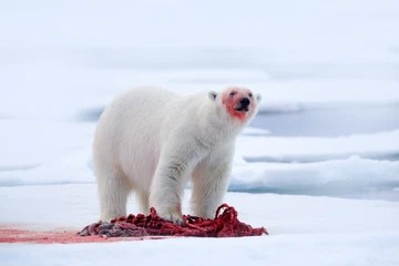polar bear eating a carcass