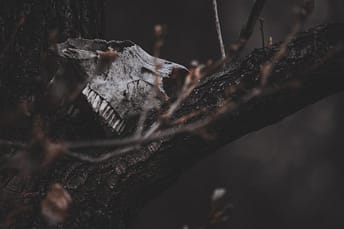 half of a skull on a tree branch